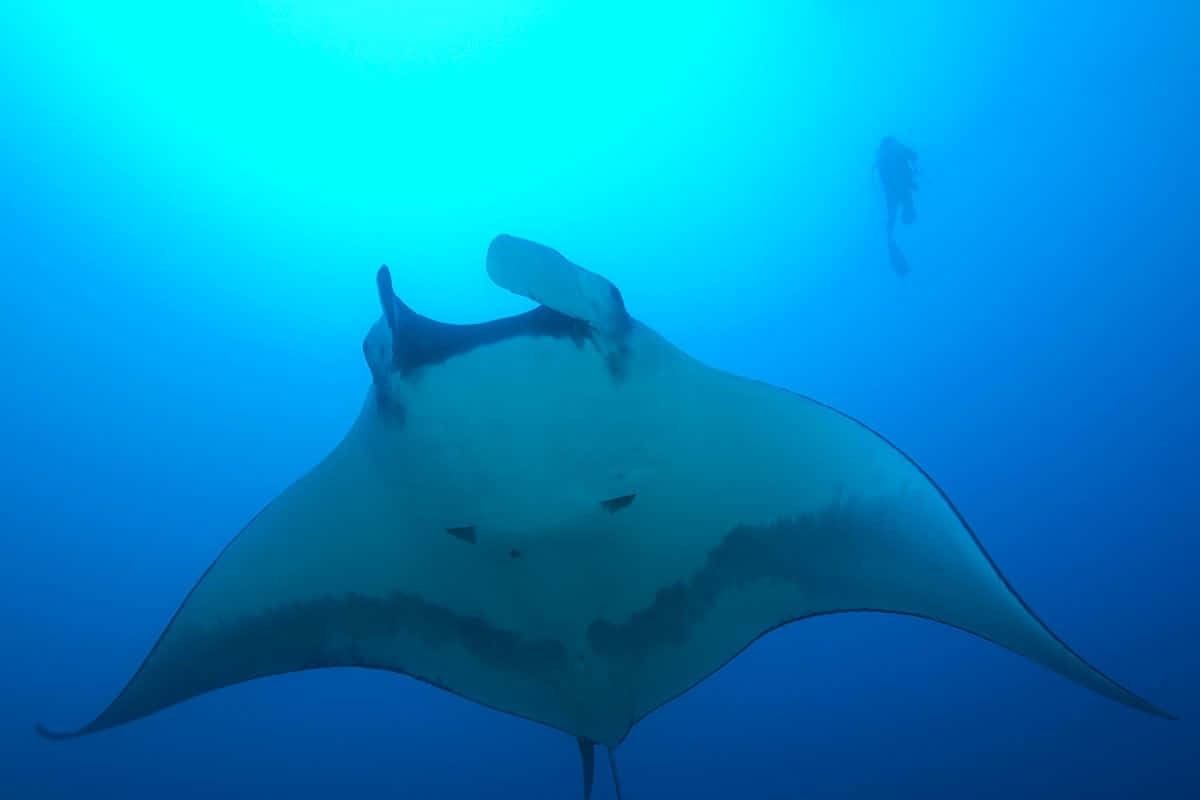 Manta Raywith Diverin Blue Waters Wallpaper