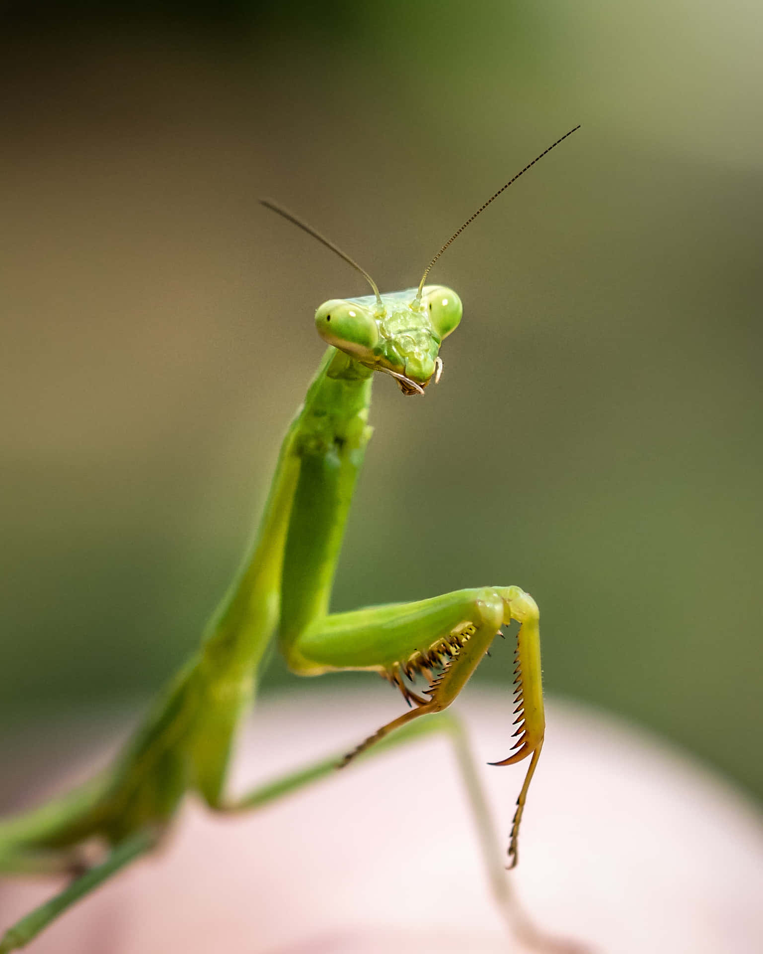 Mantis And His Insects Instinct Wallpaper