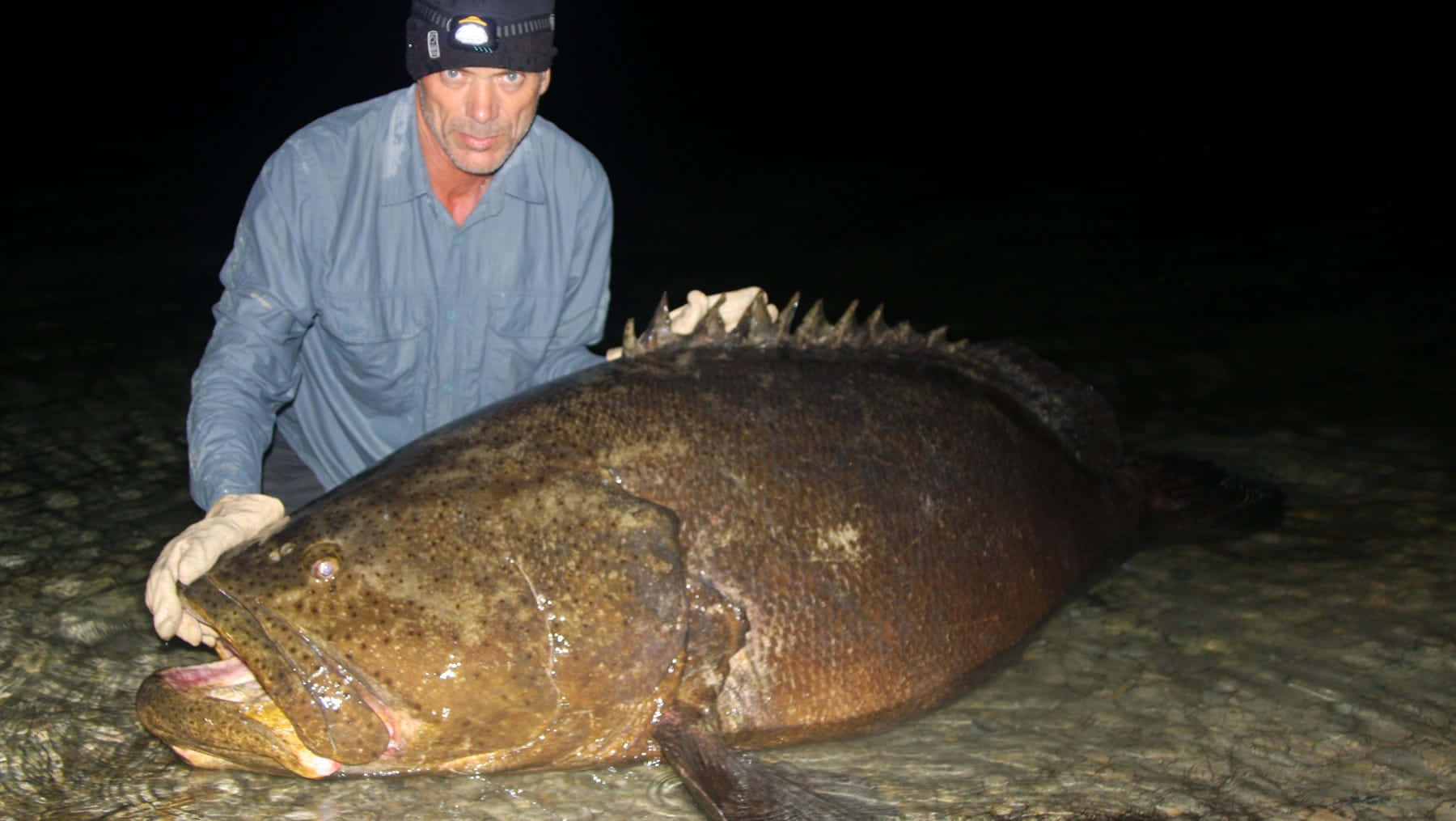 Man Met Giant Grouper 's Nachts Achtergrond