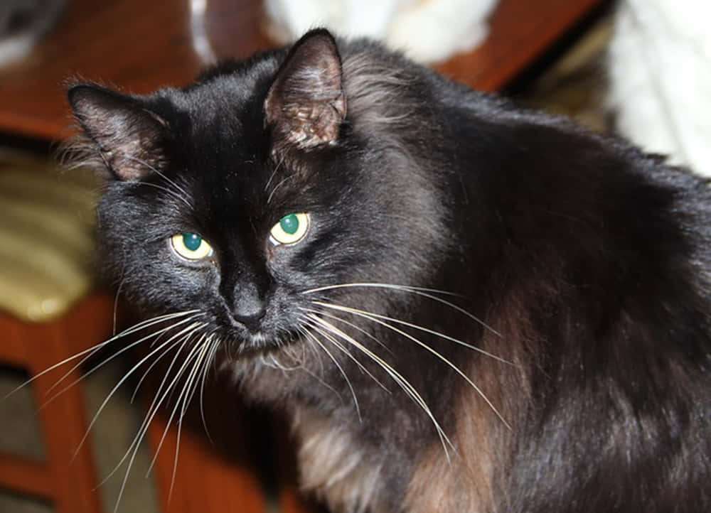 A stunning Manx cat perched gracefully in a sunlit home Wallpaper