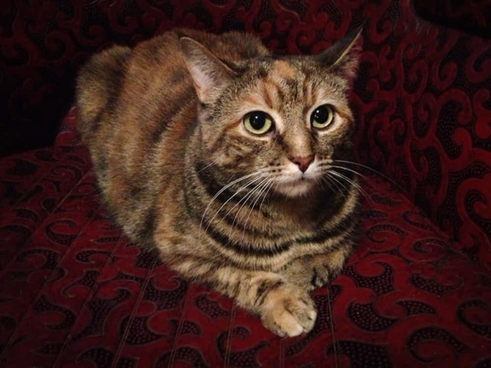 Majestic Manx Cat Posing Elegantly Wallpaper