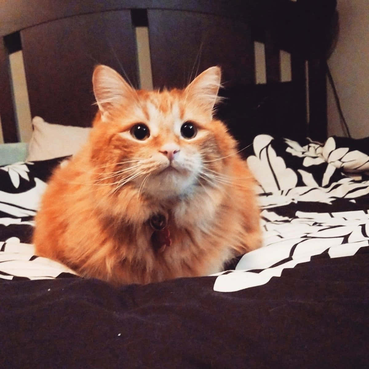 Beautiful Manx Cat Posing for the Camera Wallpaper