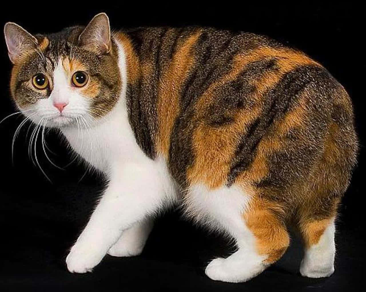 Majestic Manx Cat Posing Wallpaper