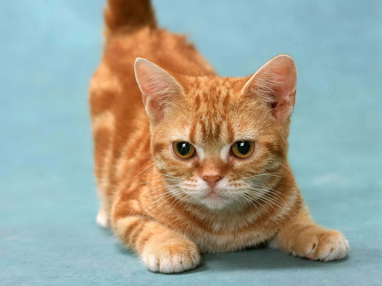 Manx cat posing gracefully on a wooden floor Wallpaper