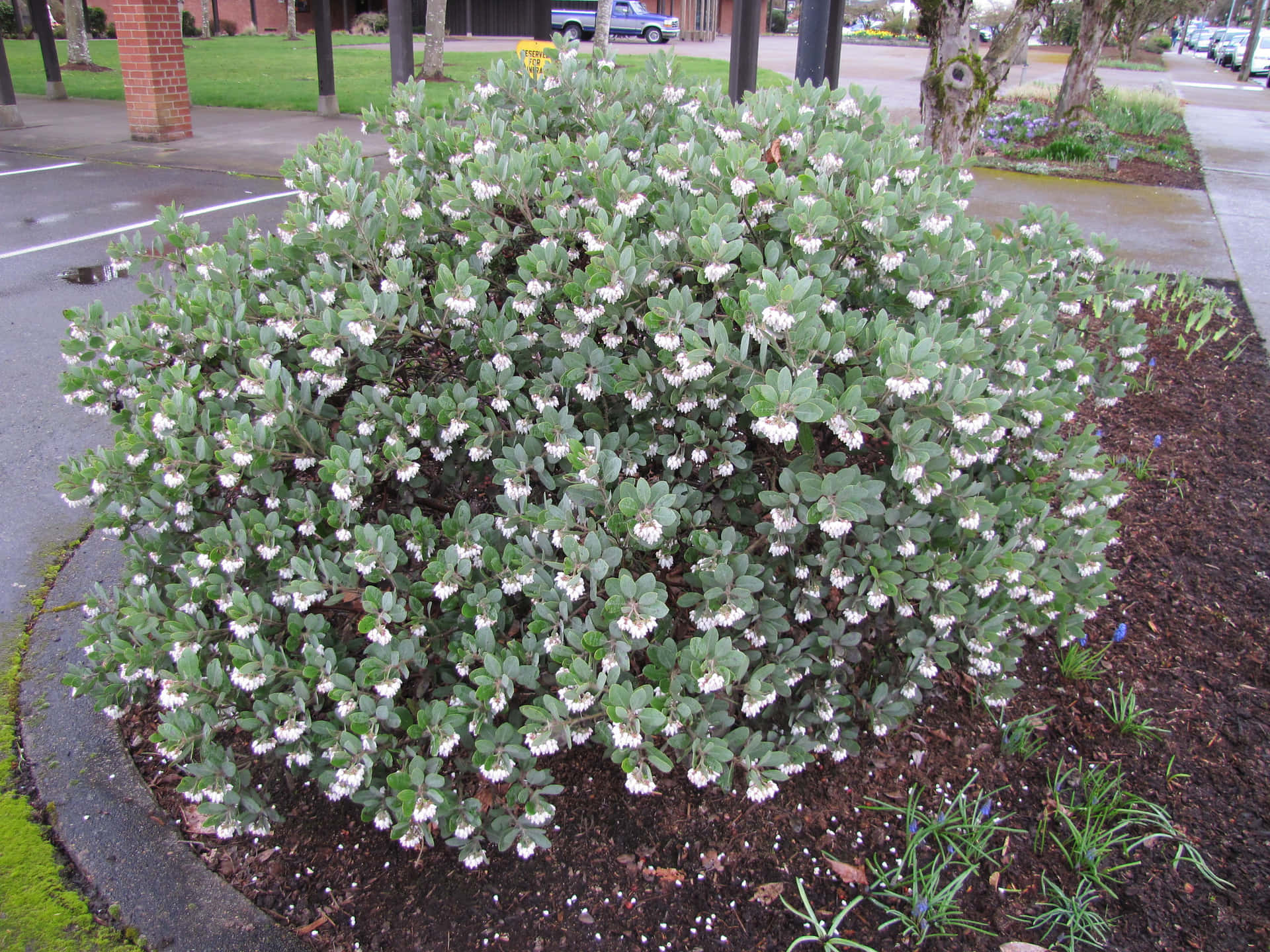 Manzanita Shrubs Winter Blooming Evergreen Wallpaper