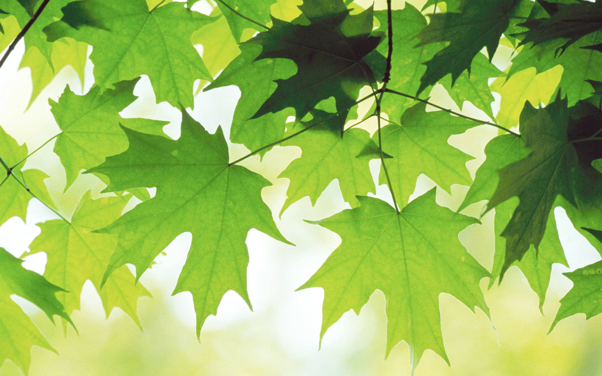 Maple Green Leaves Wallpaper