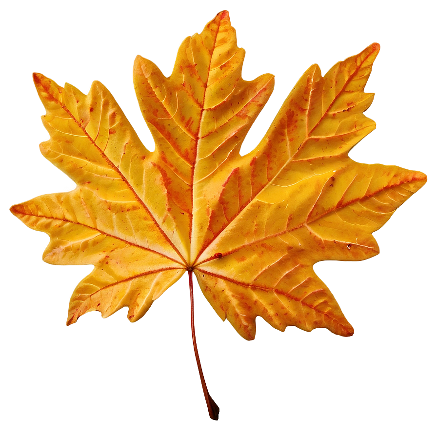 Maple Leaf In Fall Png 05252024 PNG