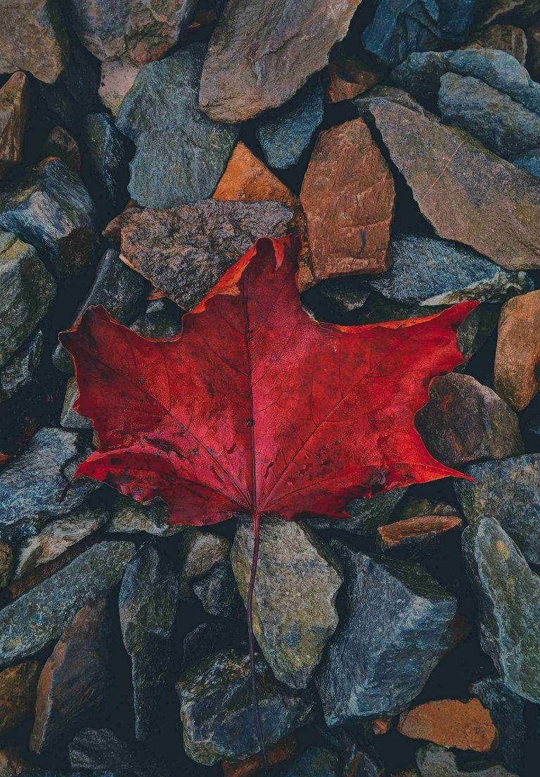 Maple Leaf Ipad 2021 Wallpaper