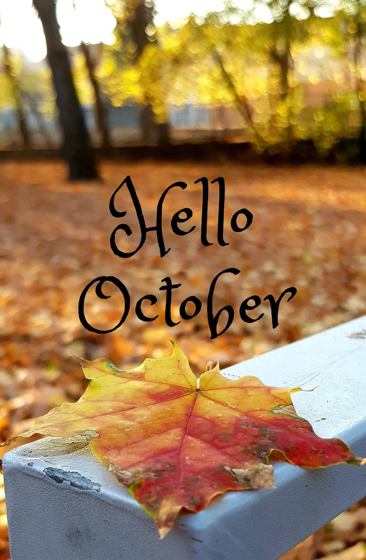 Maple Leaf On Railing Hello October Wallpaper
