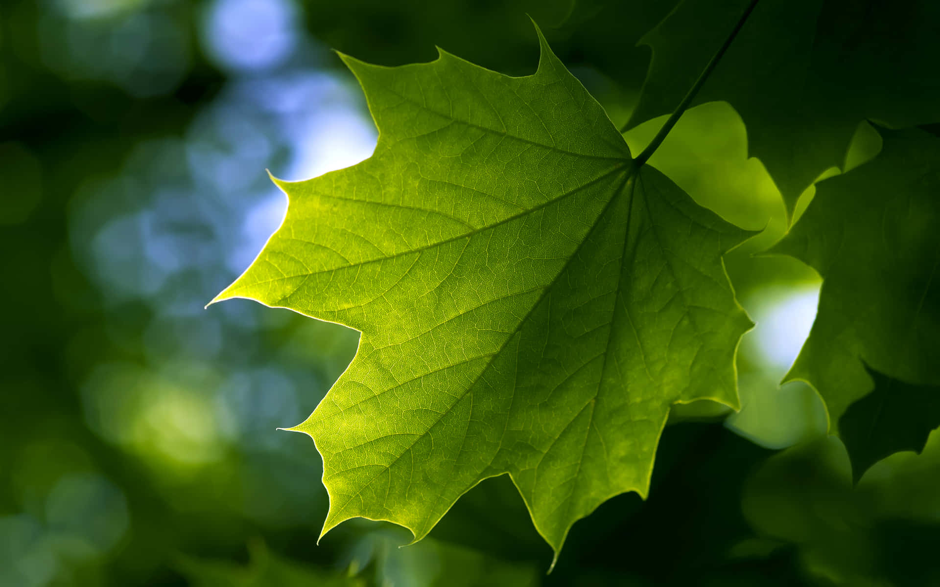 Maple Leaf - Symbol of Canadian Pride