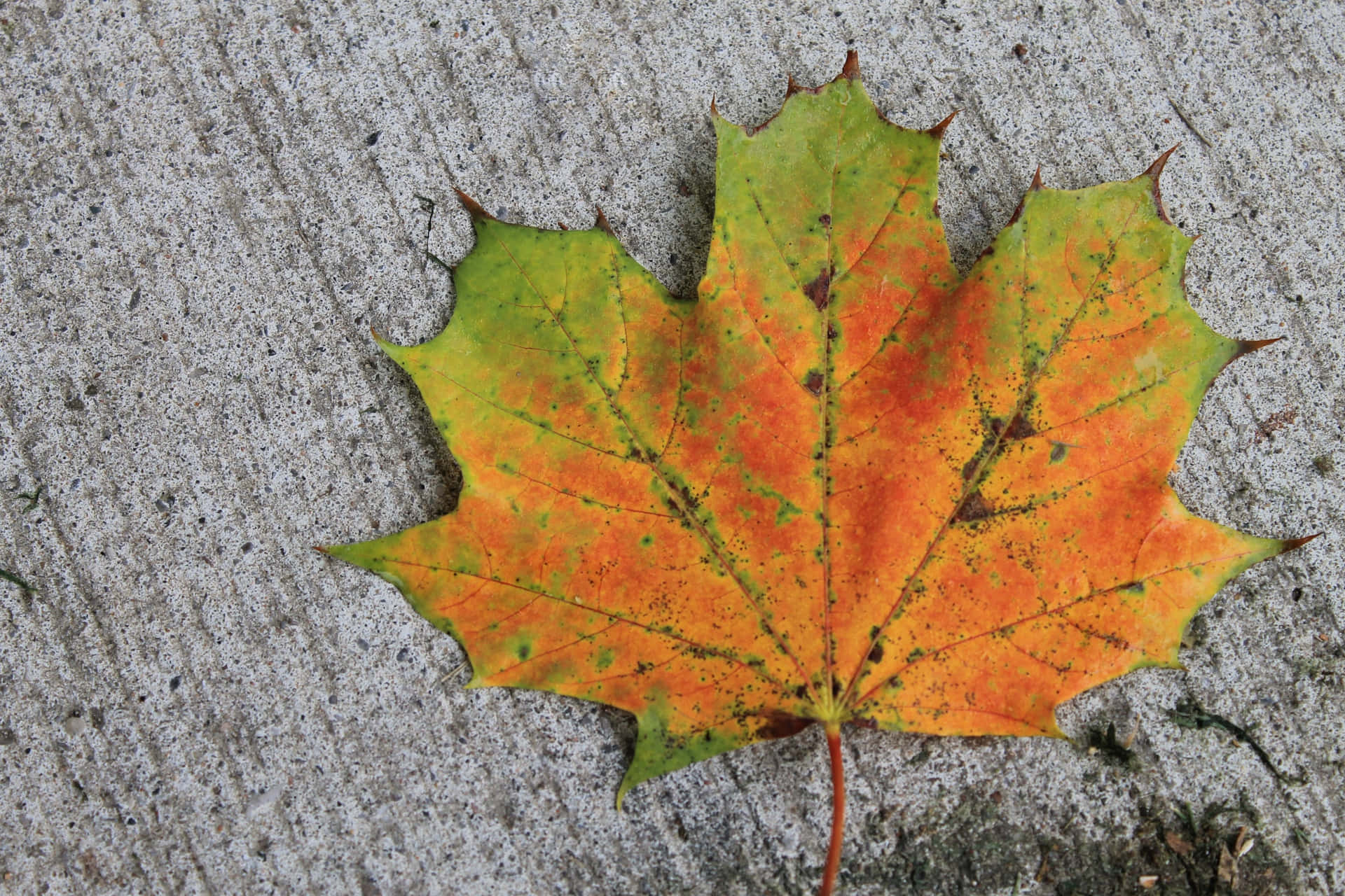 The majestic beauty of a Maple Leaf