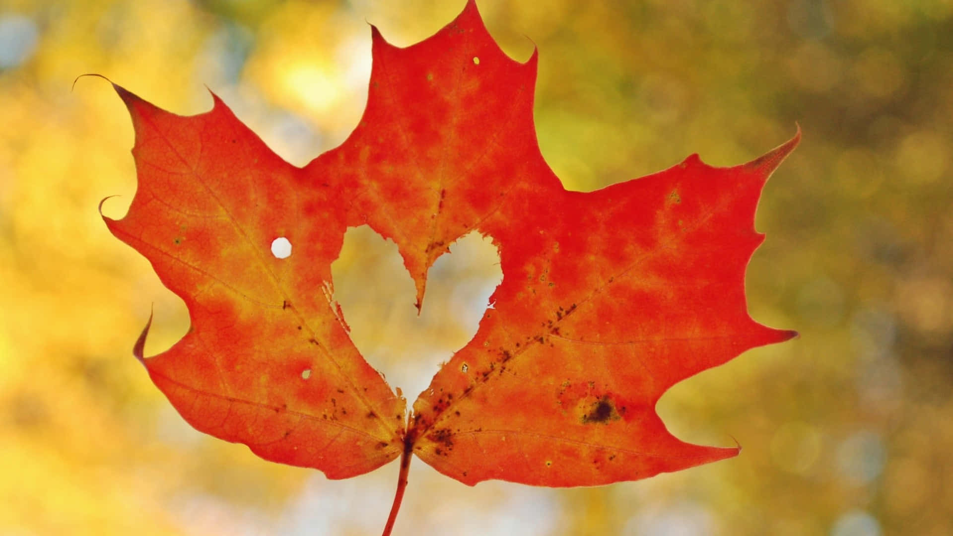 The vibrant changing colors of a crisp Canadian Maple Leaf.