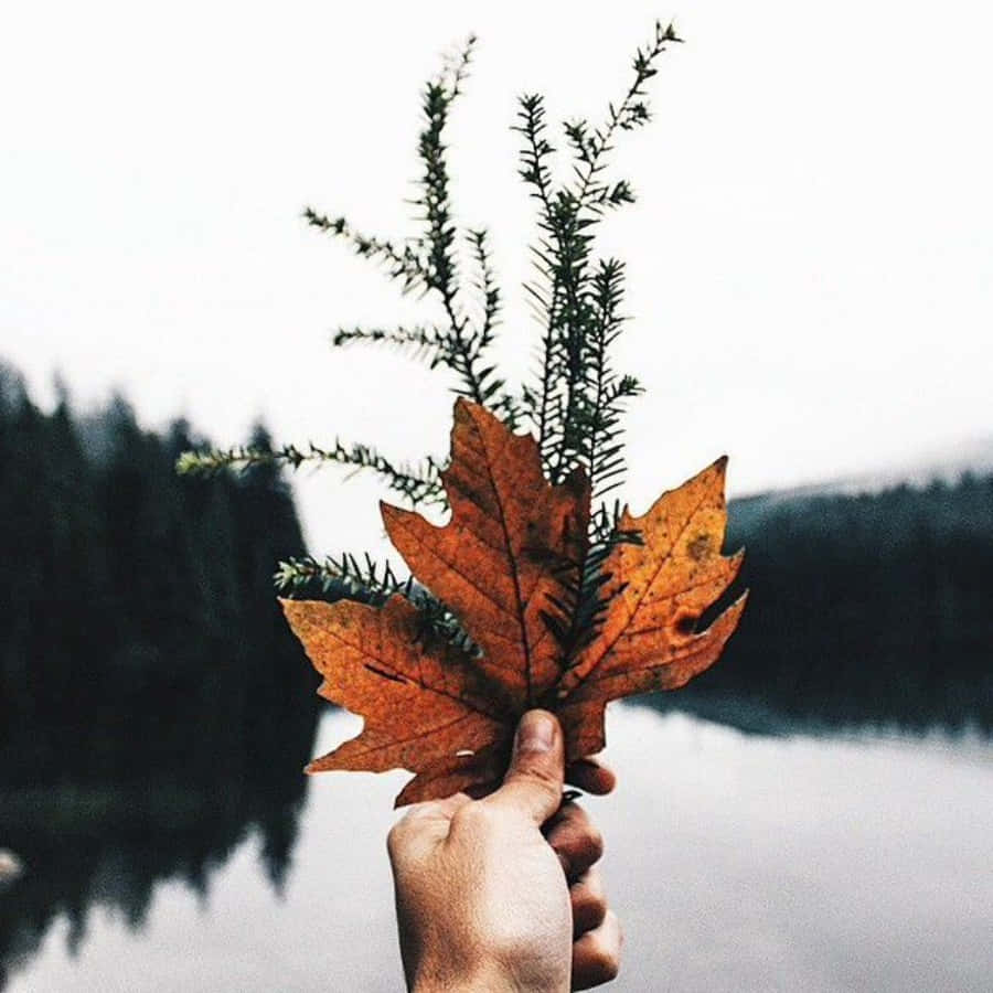 A Maple Leaf Symbolizing Canadian Pride