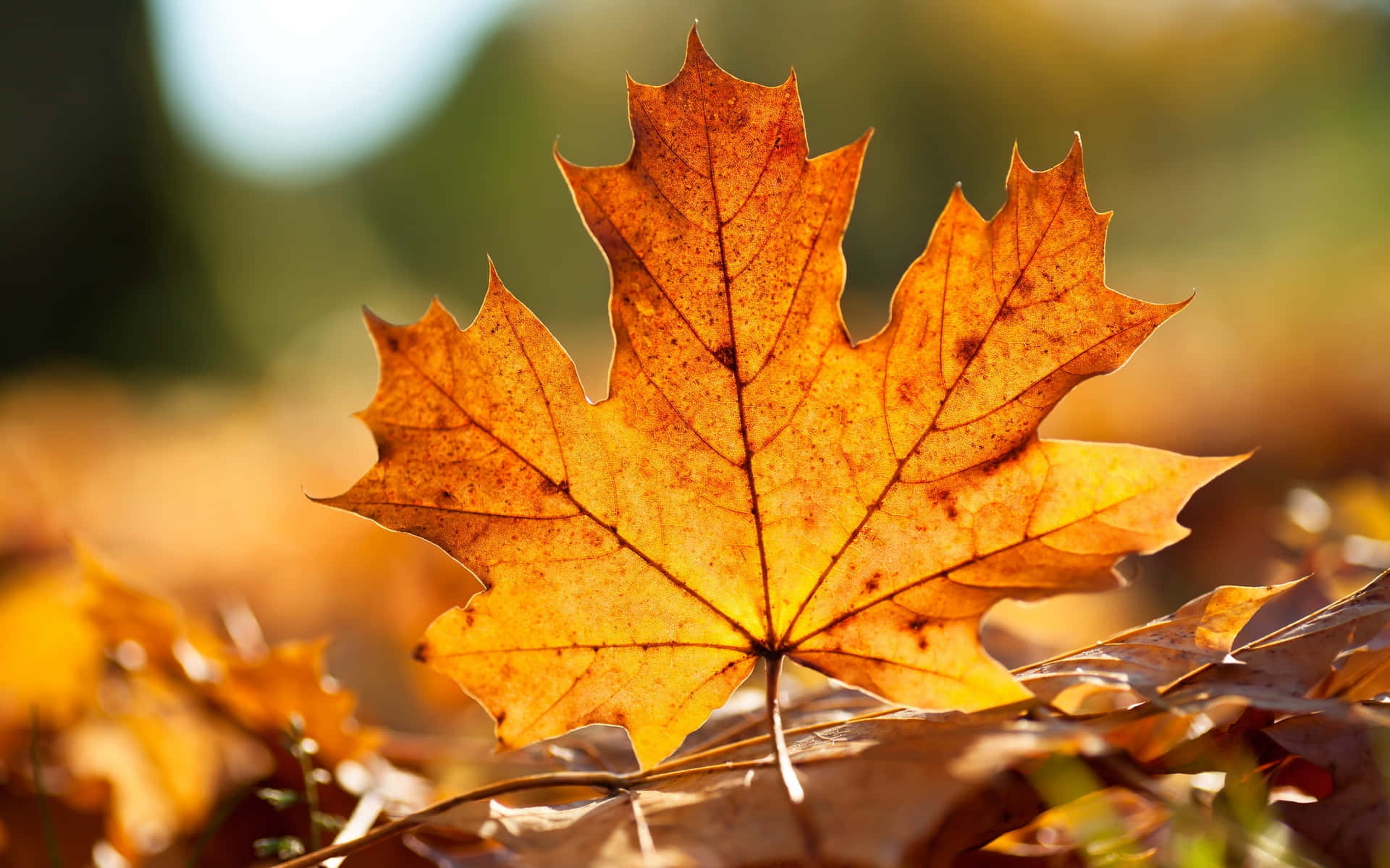 Bright autumn colors of the Canadian Maple Leaf