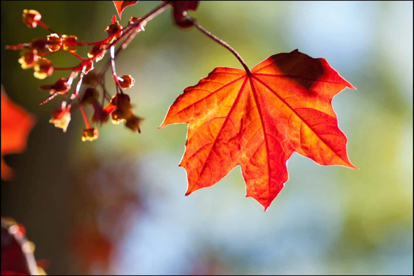 Colorful Fall Maple Leaf