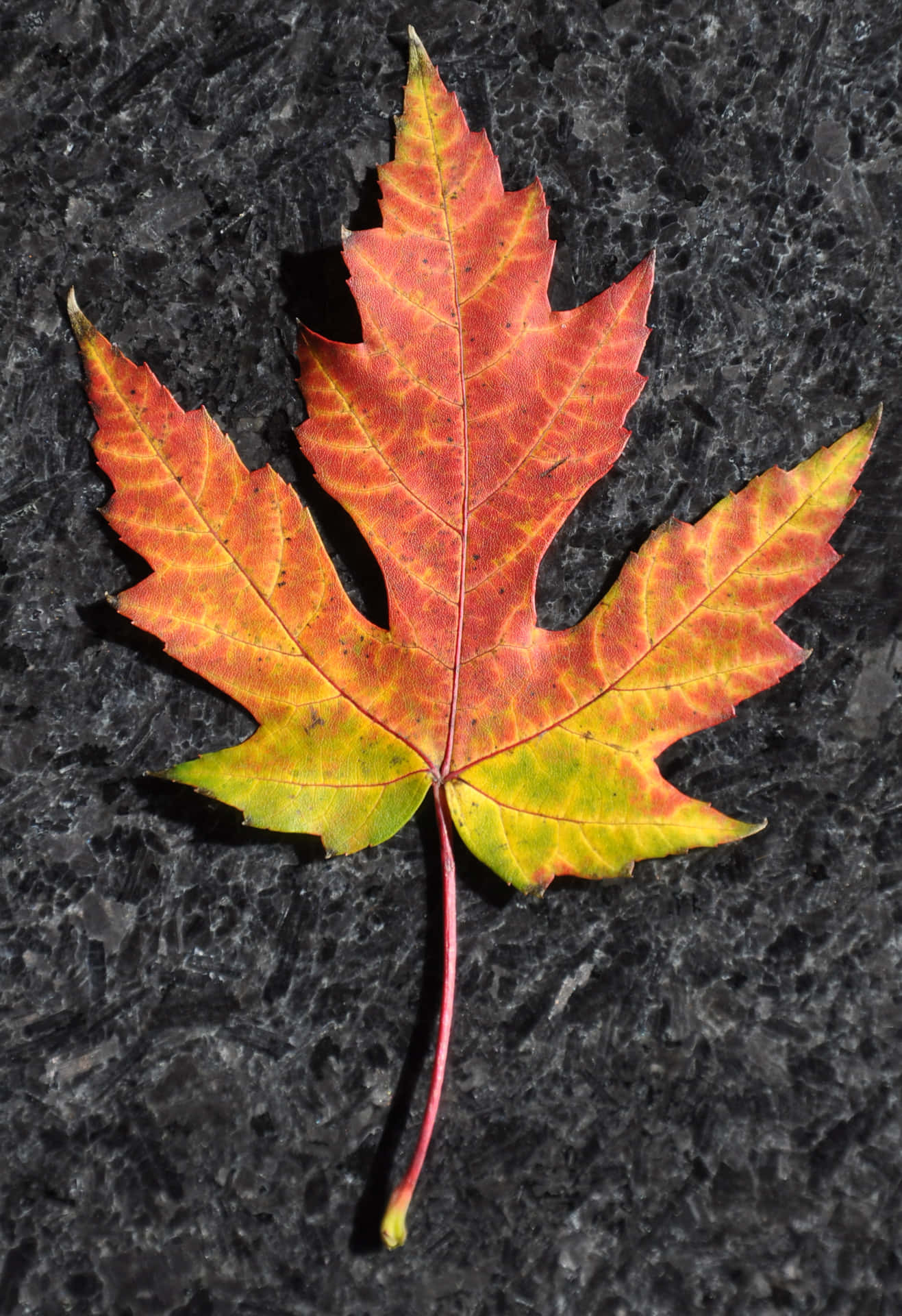 A Maple Leaf Is Sitting On A Black Surface