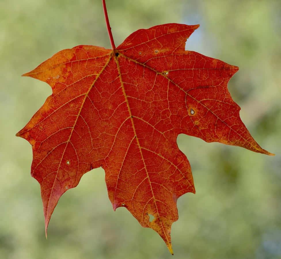 A Red Maple Leaf Hanging From A Branch