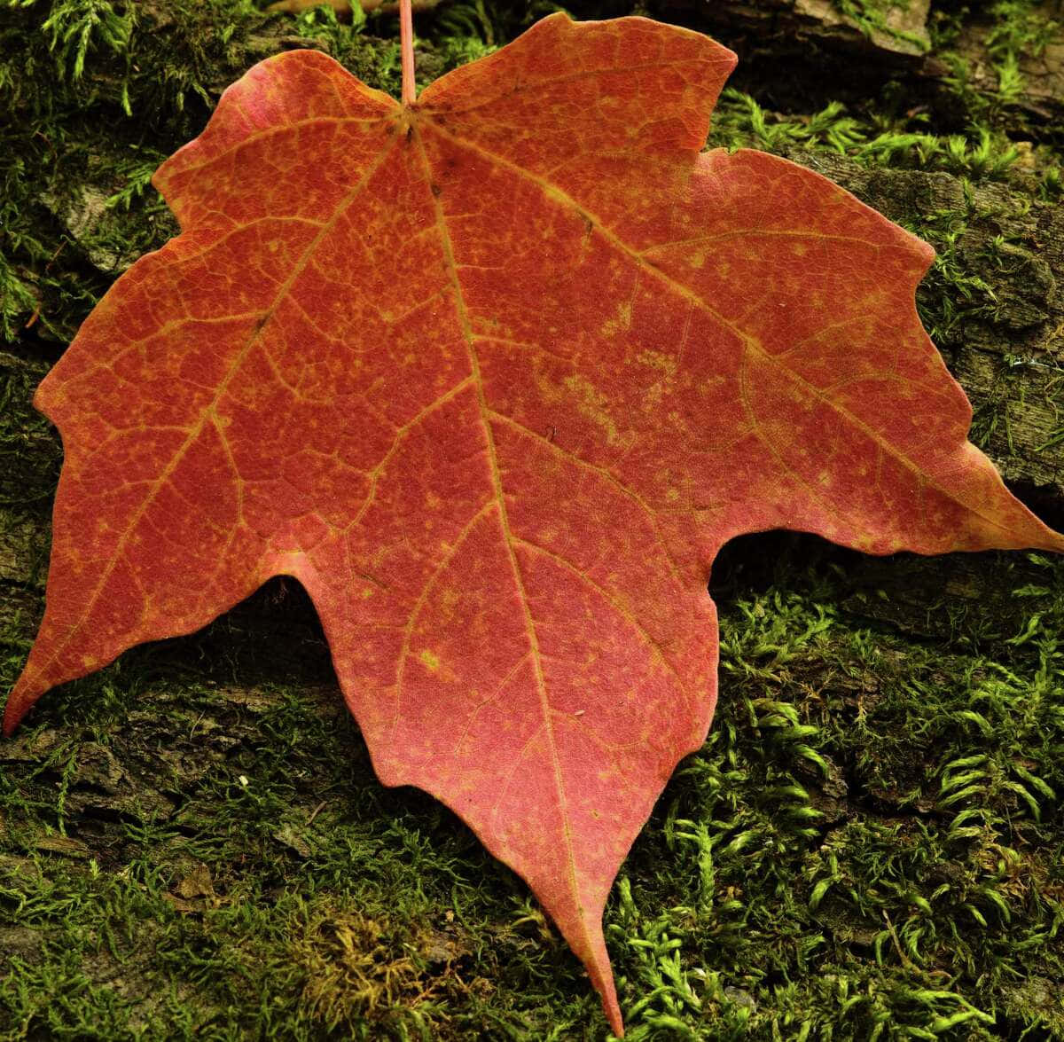 The beauty of the Maple Leaf - a symbol of Canada