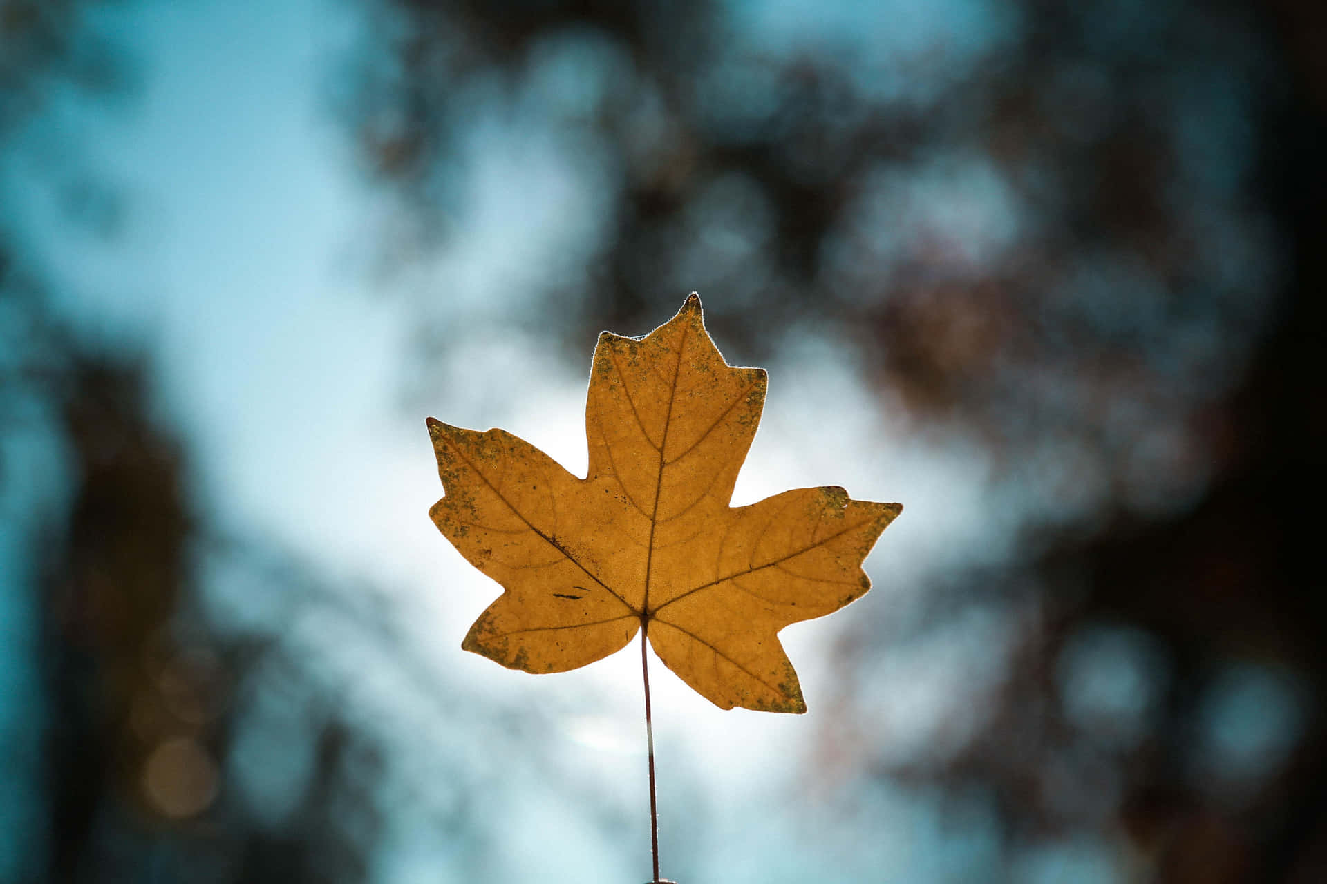 A brilliant, shining maple leaf to represent Canada
