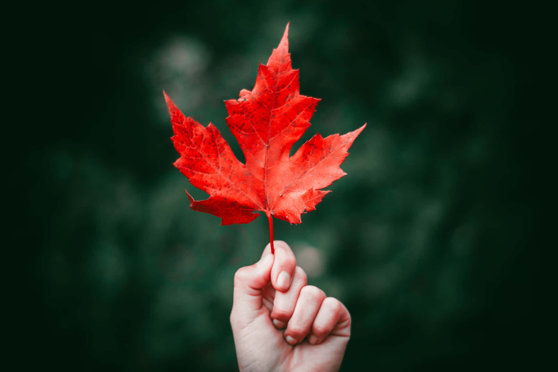 A majestic Maple Leaf in its beautiful red fall foliage