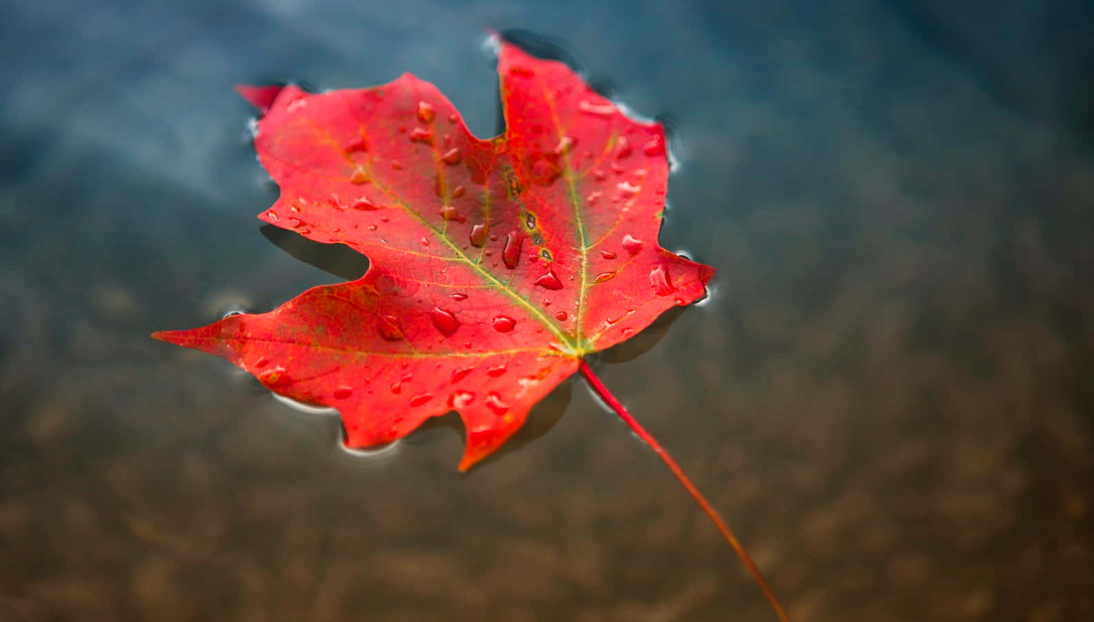 Burst of Warmth from a Canadian Maple Leaf
