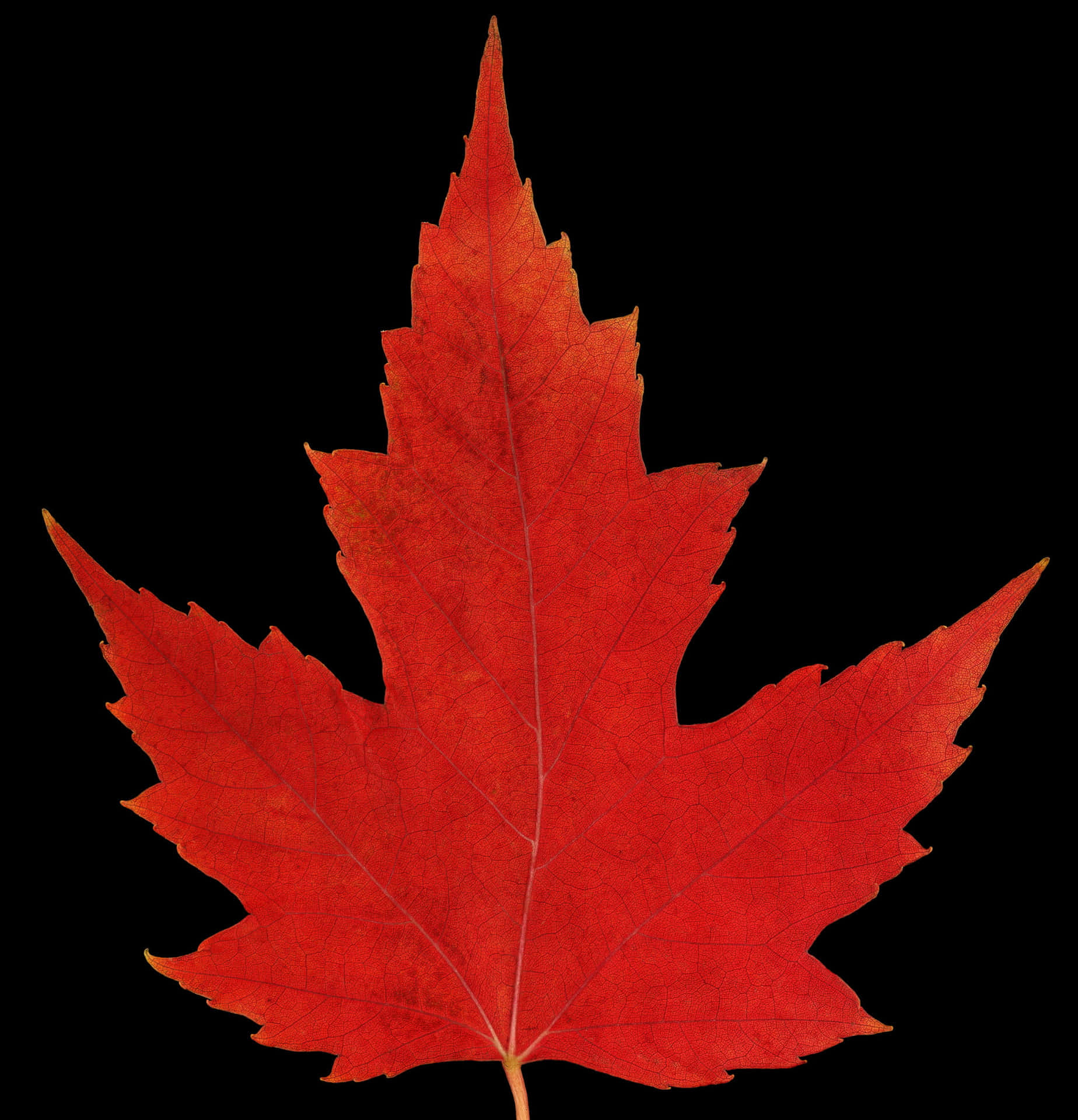 Shining with Autumn's beauty, the maple leaf glows in the sun.