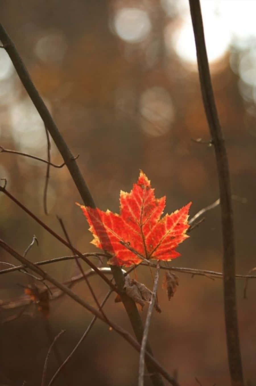 The Autumn Beauty of the Maple Leaf