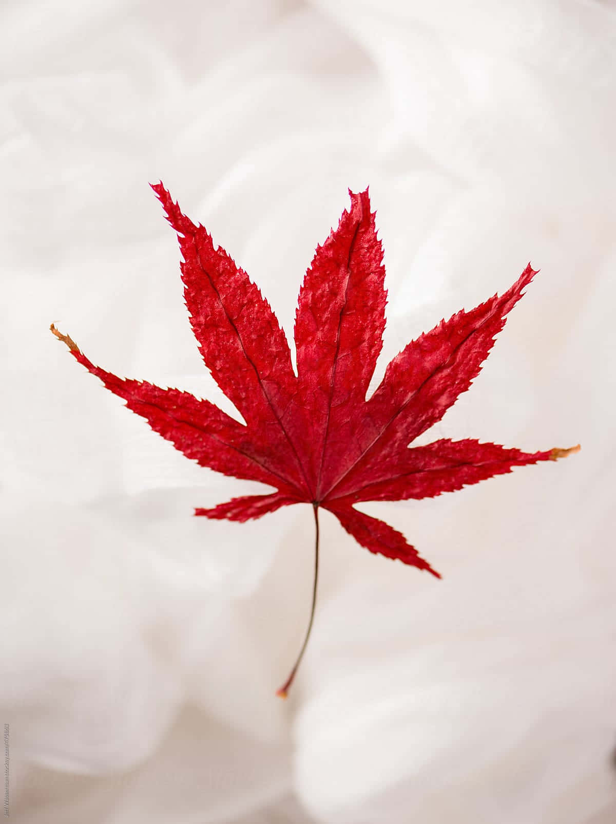 A Red Maple Leaf Floating On A White Background