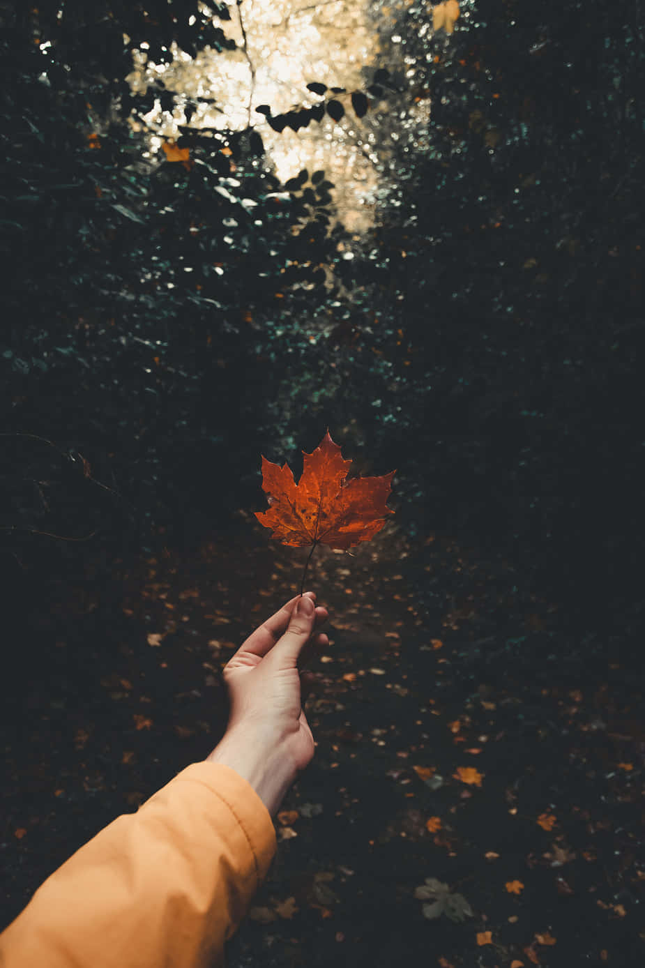 A Person Holding A Leaf In The Forest