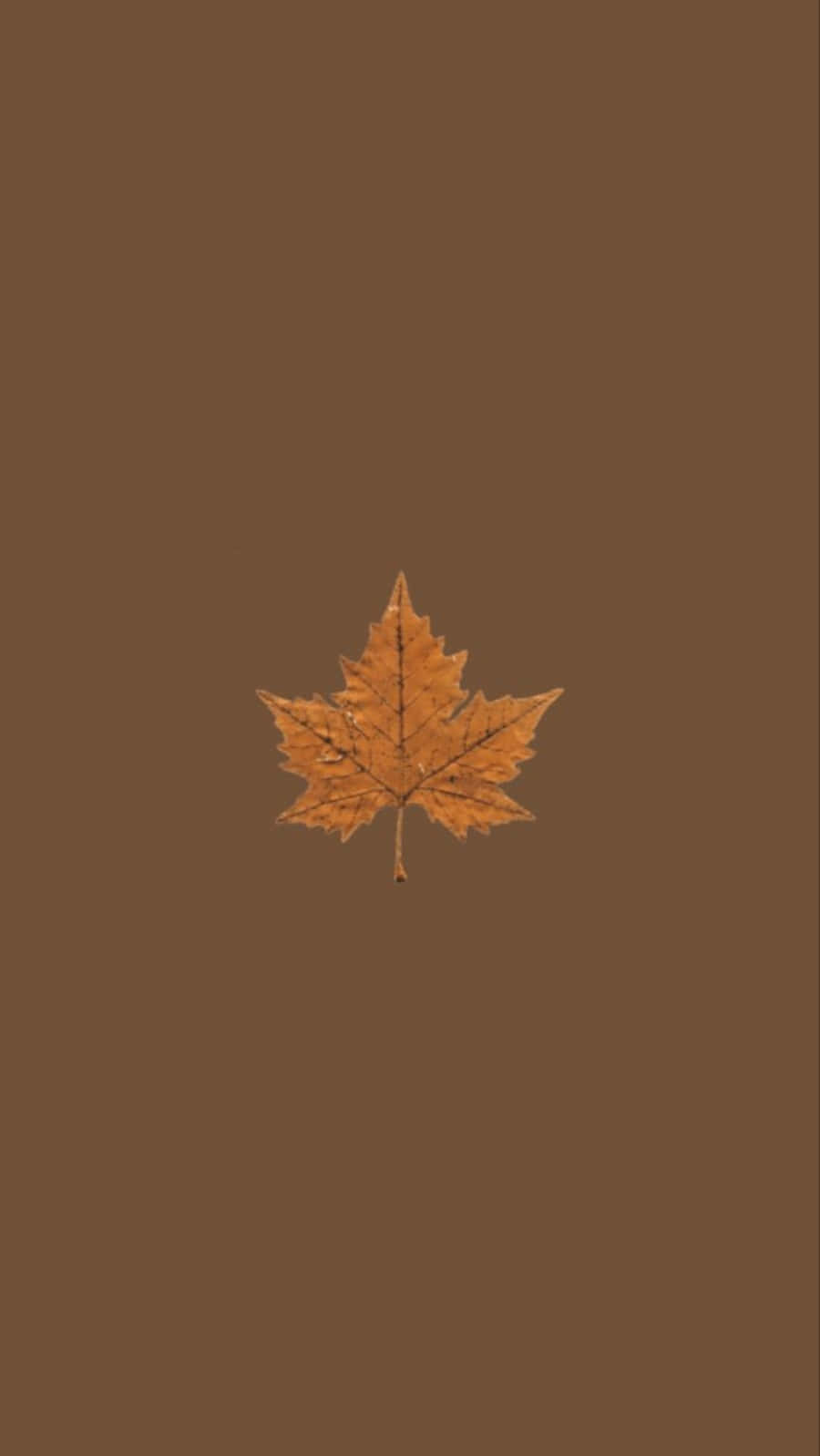 A vibrant maple leaf in all its autumn glory