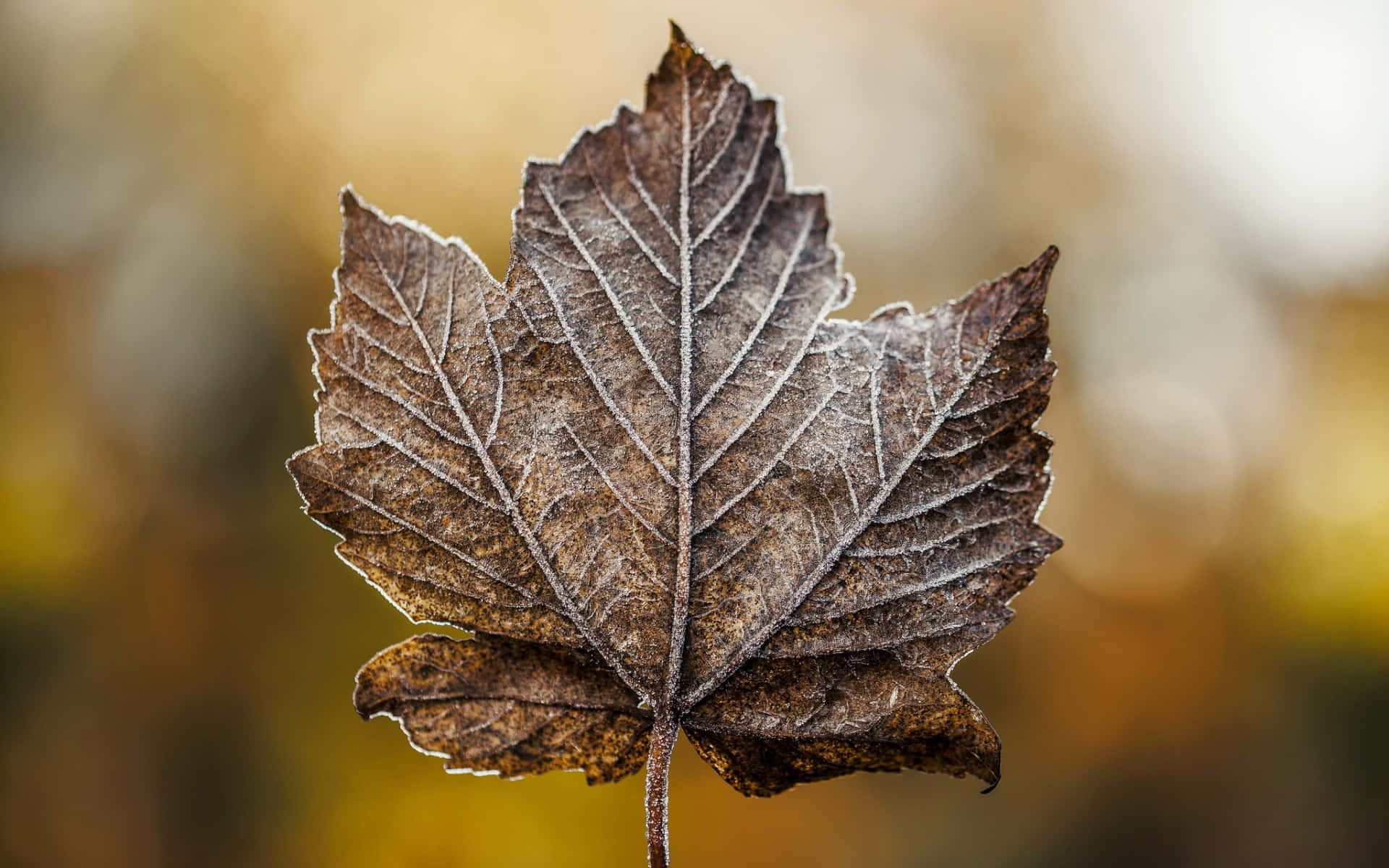 A beautiful red Maple Leaf captured in nature