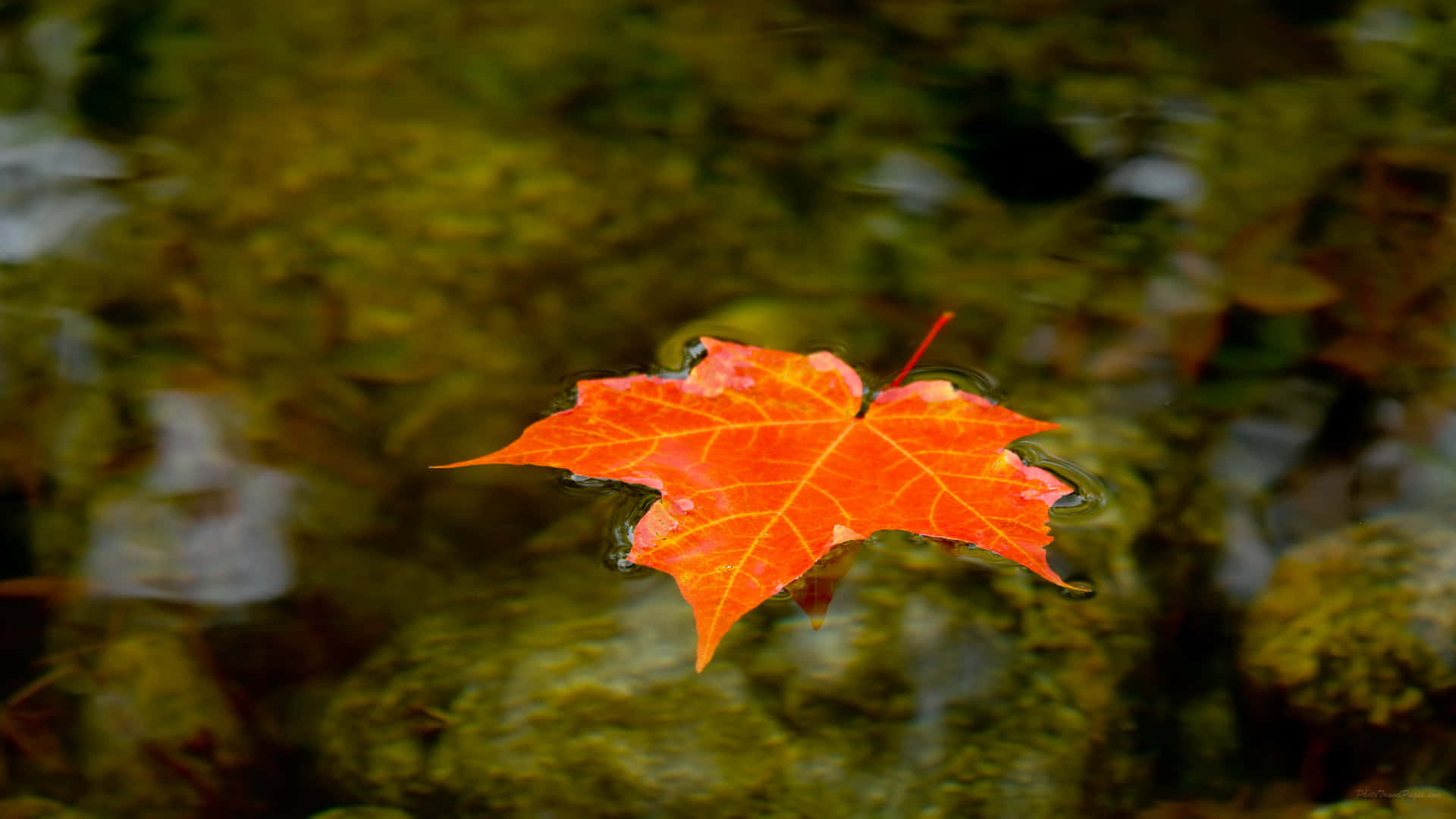 A view of a Maple Leaf on a sunny day