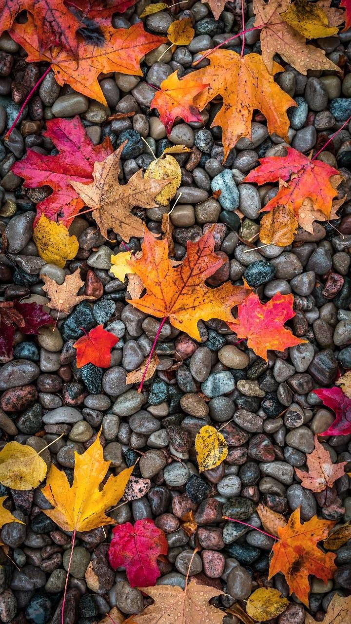 Maple Leaves And Pebbles Autumn Phone