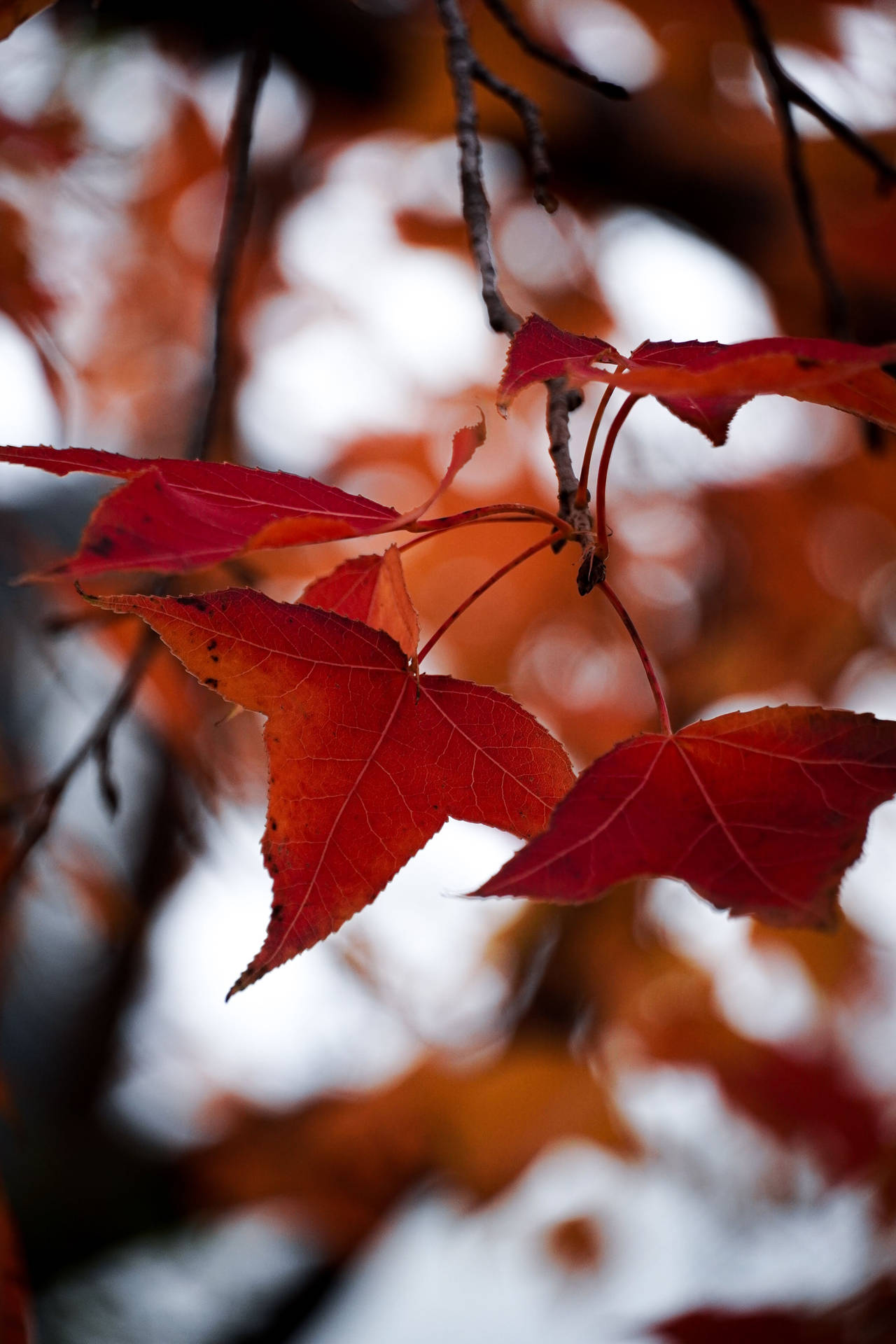 Maple Leaves Autumn Phone