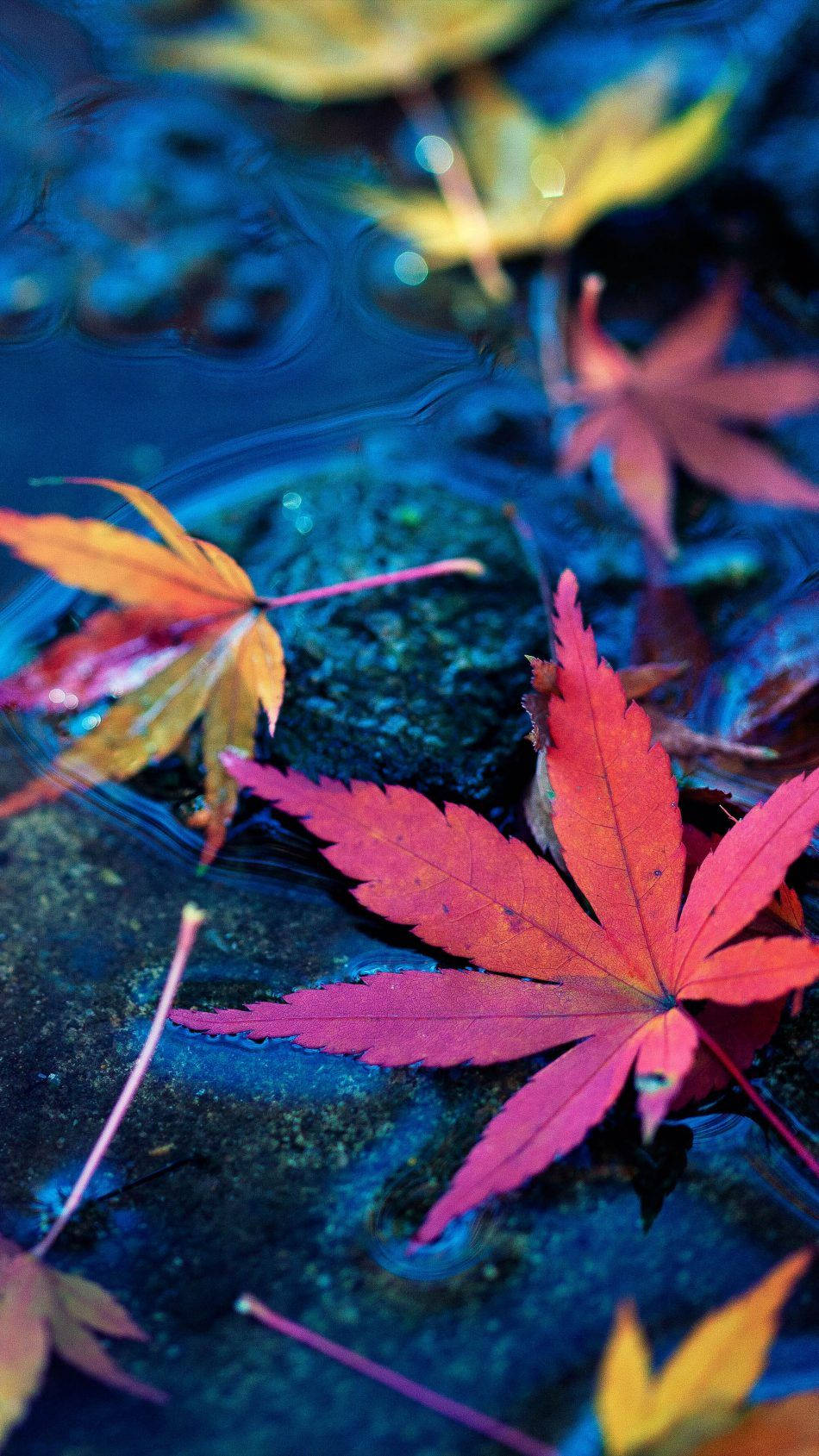  Maple Leaves Fall Autumn Water Free Pure 4K Ultra Background