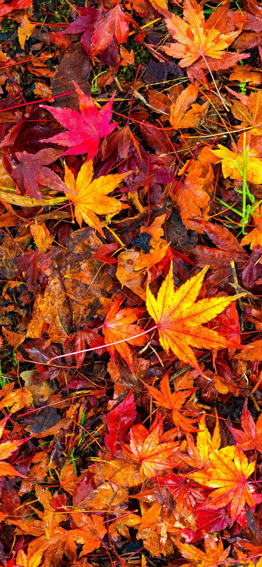 Maple Leaves Fall IPhone Wallpaper