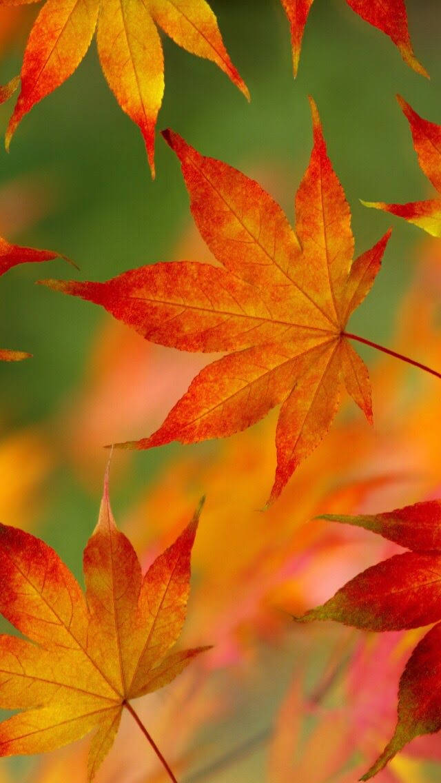 Maple Leaves Ios 6 Wallpaper
