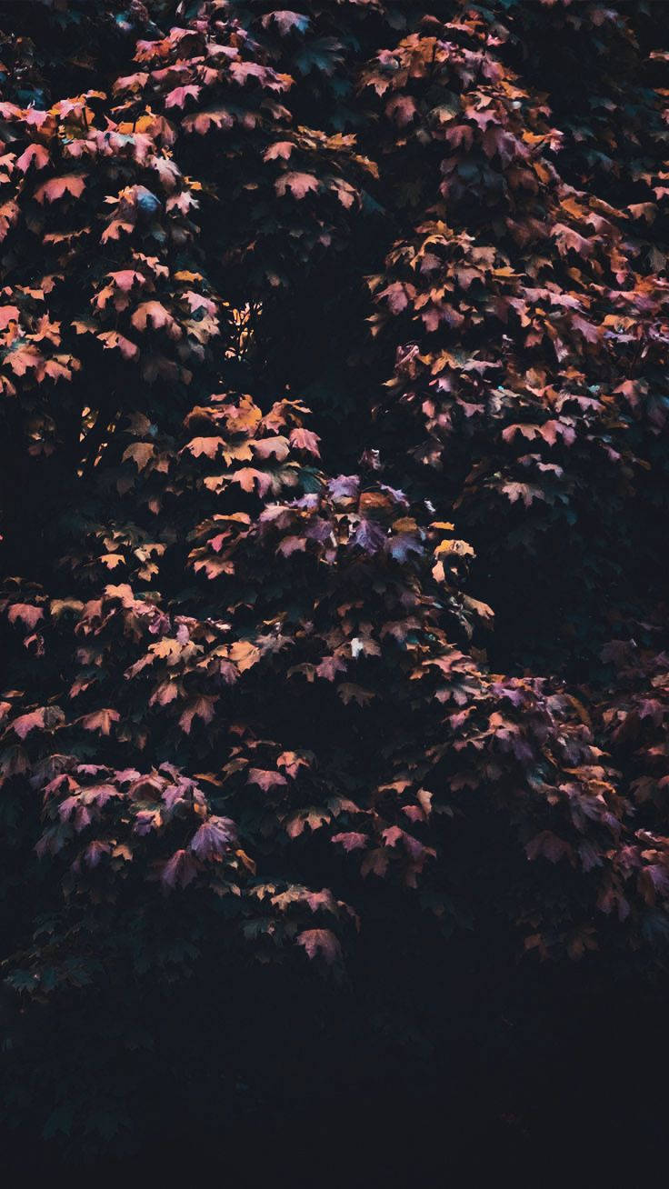 Maple Tree Aesthetic Iphone 11 Picture