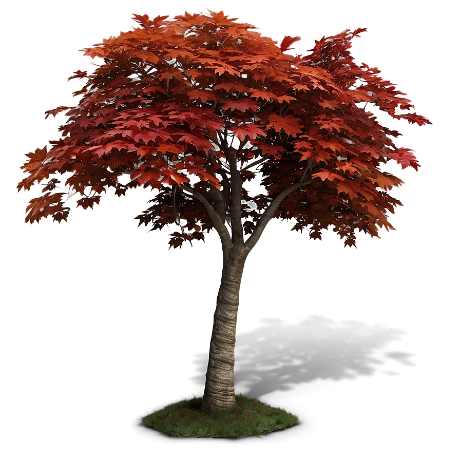 Maple Tree B PNG