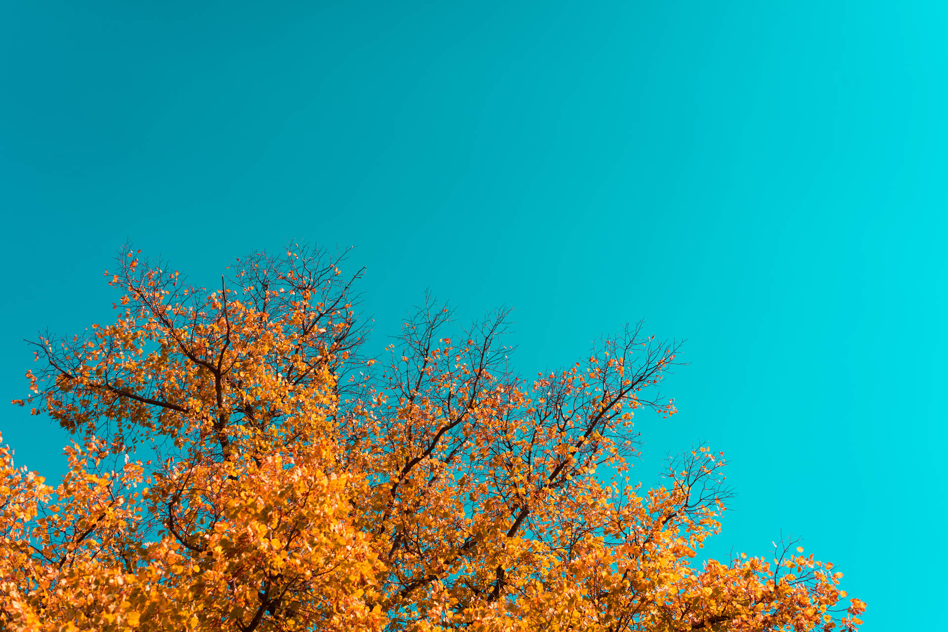 Maple Tree Beautiful Autumn Desktop Wallpaper