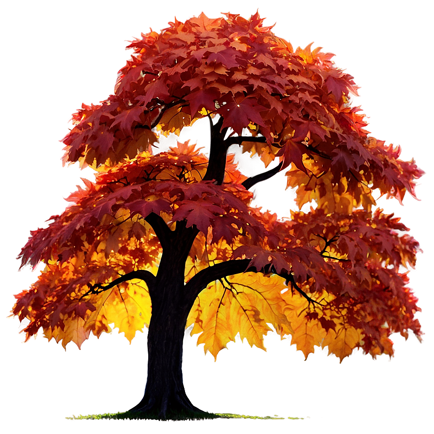 Maple Tree Glowing In Sunset Png Fkr27 PNG