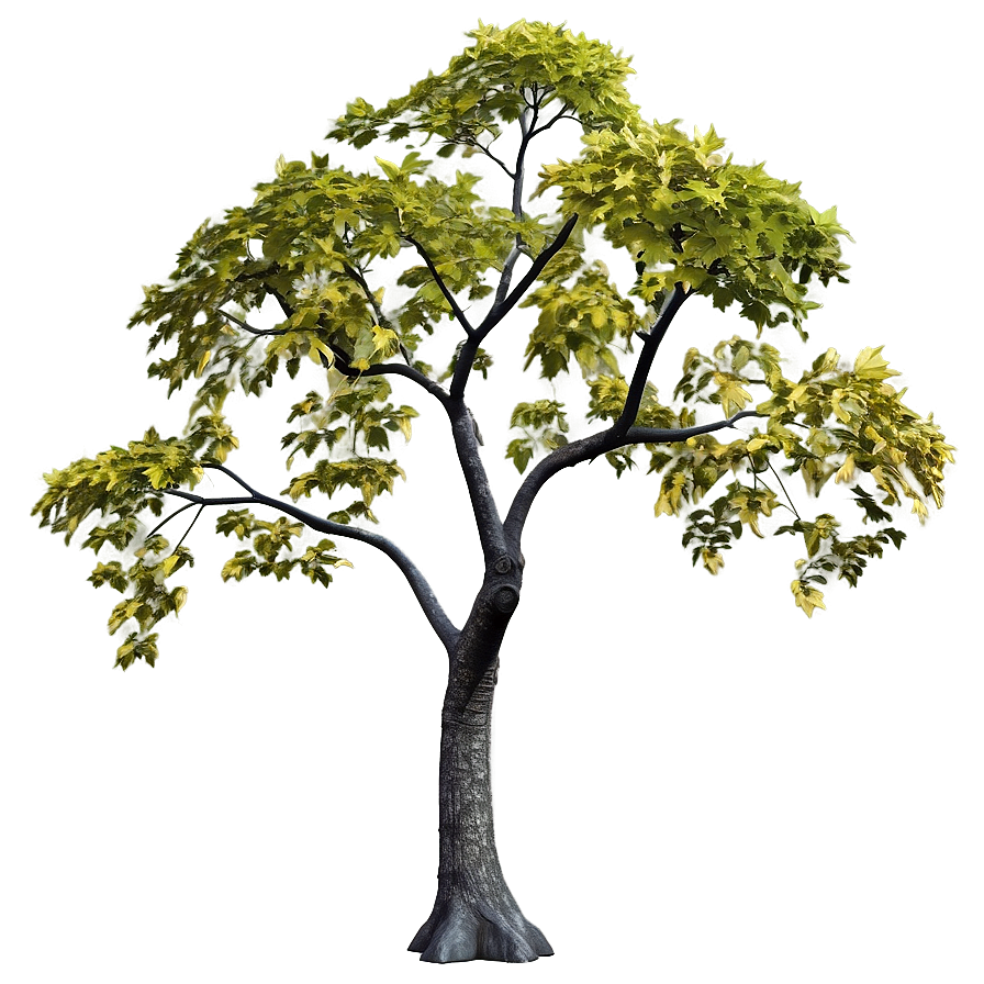 Maple Tree In Early Spring Png Uwl PNG