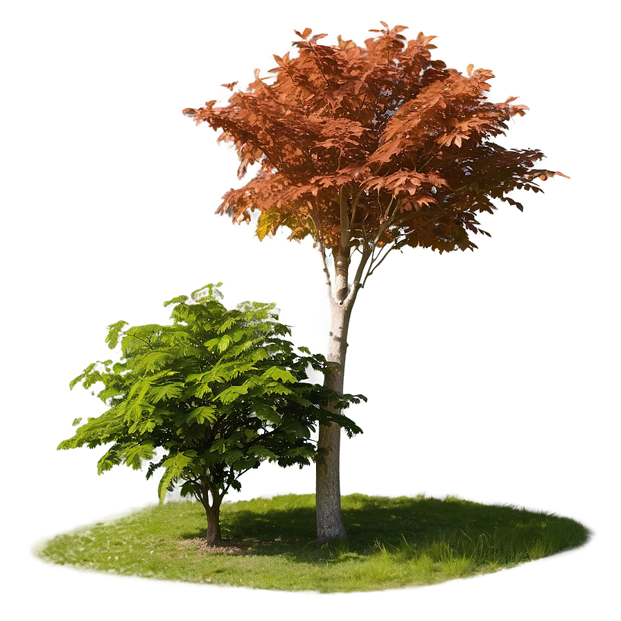 Maple Tree In Rural Field Png 10 PNG