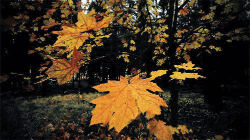 Maple Trees Beautiful Autumn Desktop Wallpaper