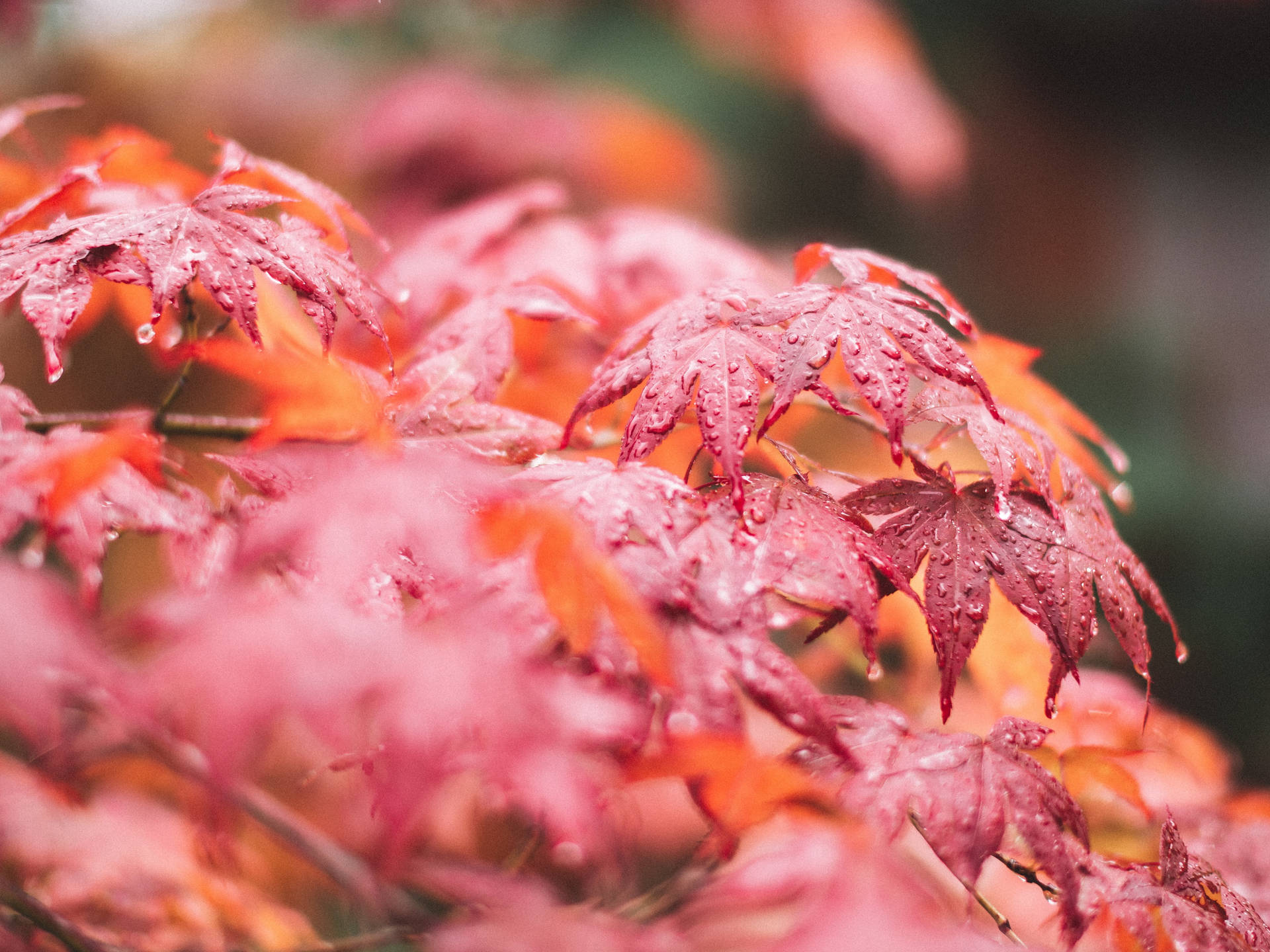 Maples Leaves After Rain Wallpaper