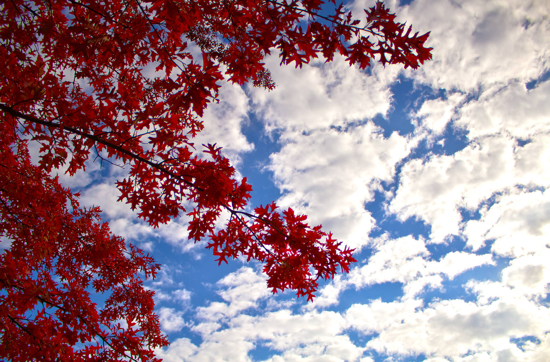 Maples Leaves Against Blue Sky Wallpaper