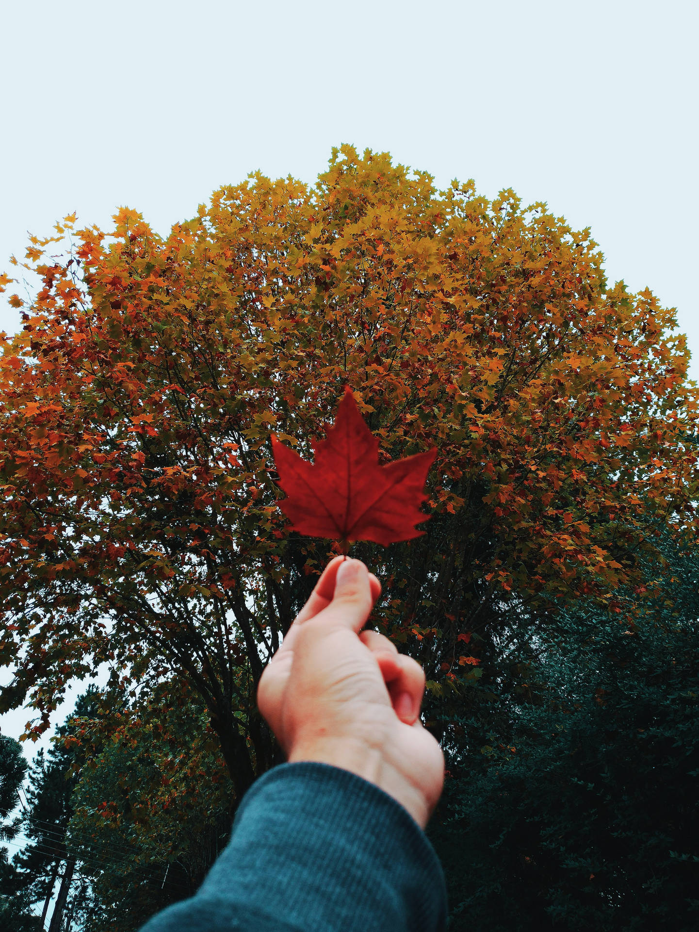 Maples Leaves In Hand Wallpaper