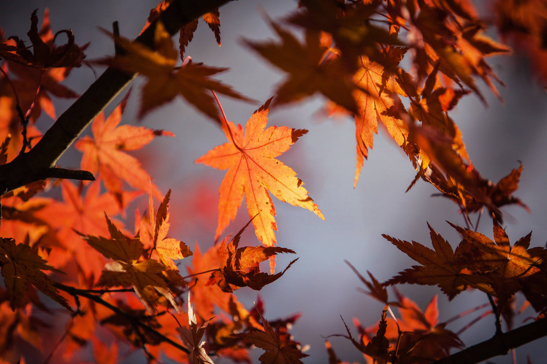 Maples Leaves On Branches Wallpaper