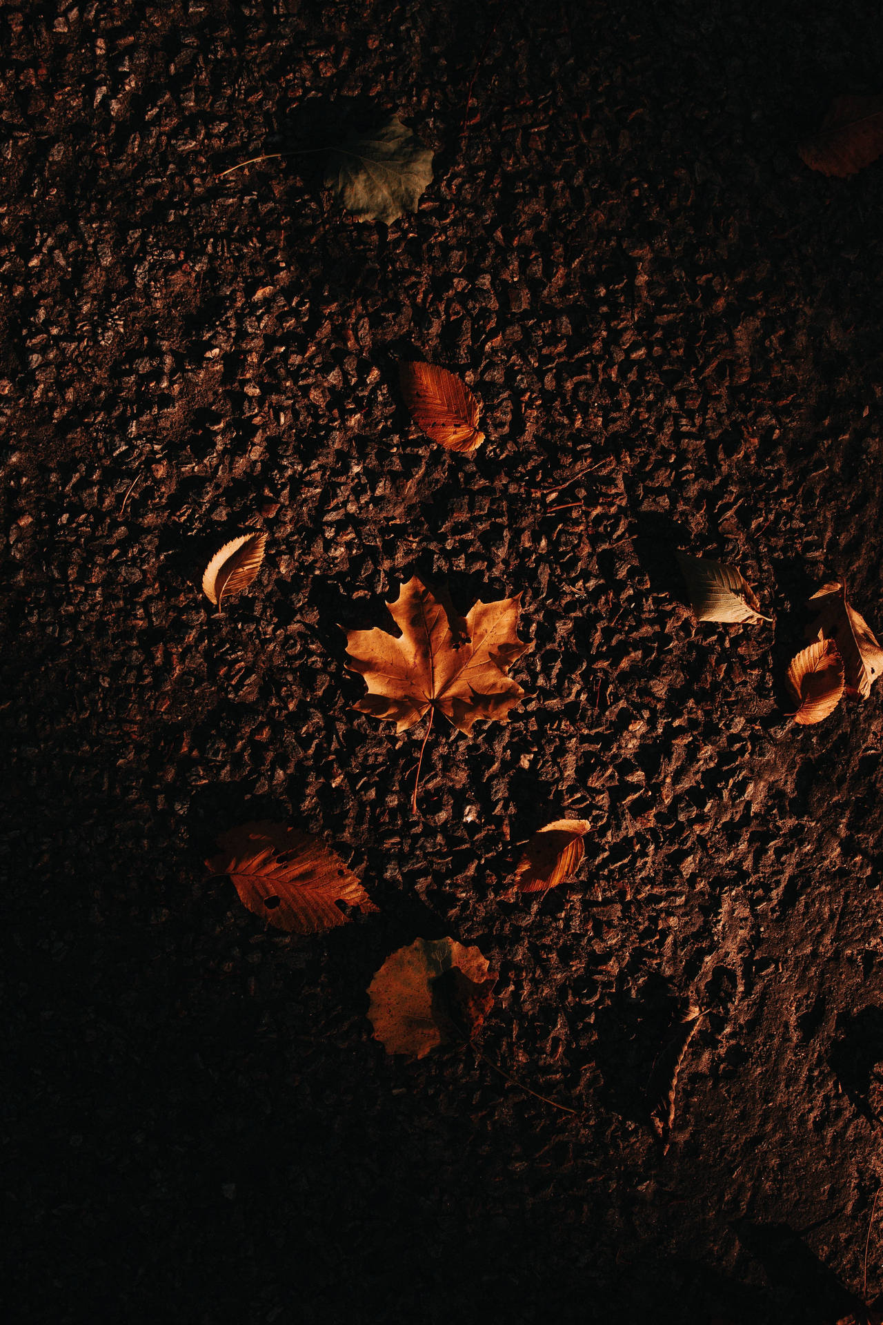 Maples Leaves On Dirt Ground Wallpaper