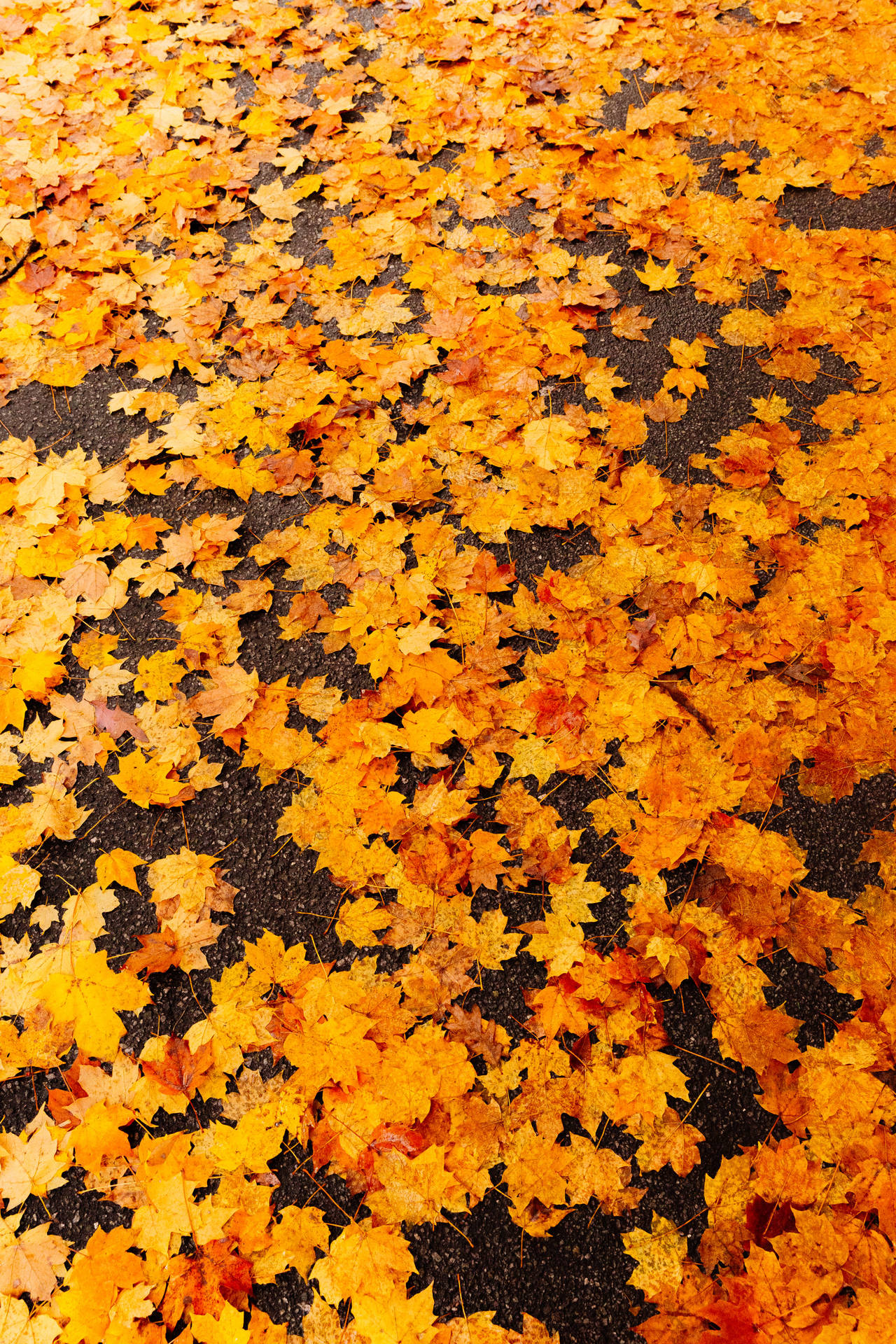 Maples Leaves On Ground Wallpaper